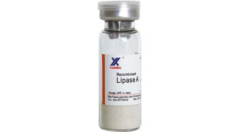 Immobilized Lipase A (Animal Origin Free),specification,price,image-Bio