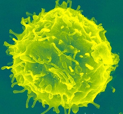 AMSBIO: Qualified Human Feeder Cells for iPSC Reprogramming
