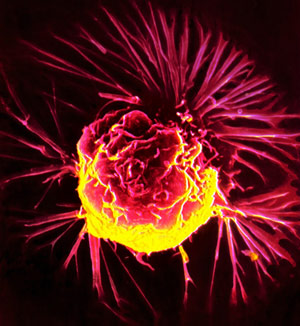 AMSBIO:384-well 3D Cell Culture Plate Previews at SLAS 2014