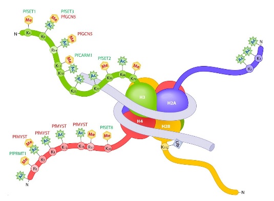 AMSBIO: Toolkit for Nucleosome & Histone Research