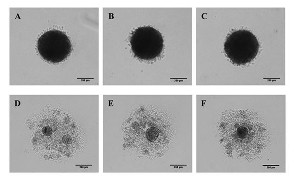 Cultrex® Embryoid Body Formation Kit helps to generate identical sized EBs. A, B, C - EBs formed from human iPSCs using Cultrex® Embryoid Body Formation Kit; showing EBs generated with 3,000 cells per well after 48 hours. D, E, F - EBs formed from human iPSCs using conventional method; 3,000 cells per well after 48 hours. Each image (A-F) represents individual well of 96-well plate