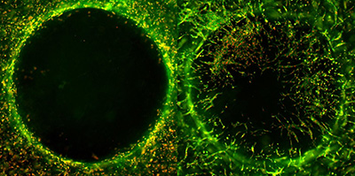 AMSBIO:3D Cell Invasion Assay 