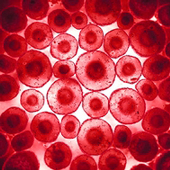 ImmunoPure™ range of peripheral blood mononuclear cells (PBMCs) 