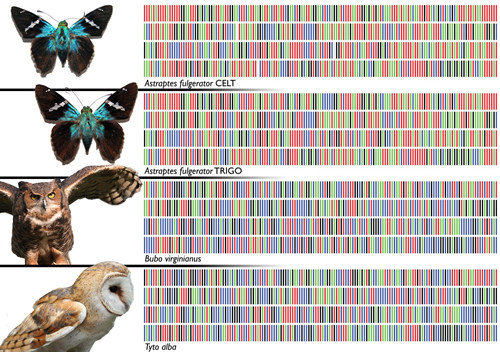 Creatng a digital identification system for life