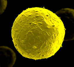 AMSBIO:Animal-Free and Endotoxin-Free Stem Cell Factors