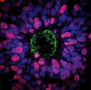 AMSBIO:Human Stem Cell-Derived Neural Progenitors & Neurons