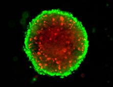 AMSBIO:3D Spheroid Assays for Cancer Drug Screening