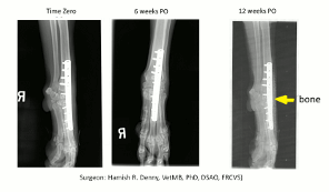 RegeneCure Case Study Carpal Arthrodesis