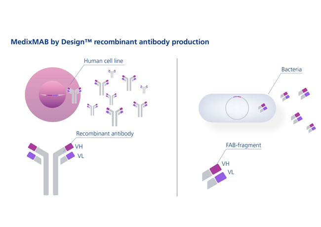 Medix Biochemica launches MedixMAB by Design™ at AACC 2013
