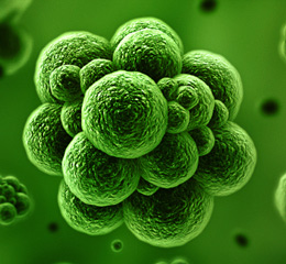 AMSBIO announces Optimised BME for Organoid Growth and Xenograft Models