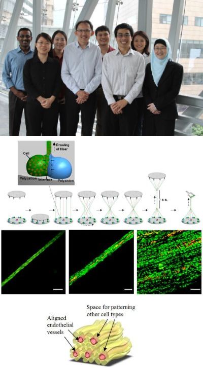 IBN's novel technique brings researchers closer to viable organ implants