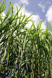 Exeter Analytical:Fast & Precise Biomass Analysis Tool