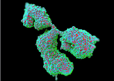 AMSBIO:Custom Phospho-Specific Antibody Production Service