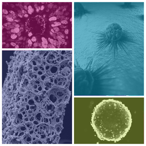 Drawing upon a wealth of experience of working with a wide range of 3D cell culture procedures and formats - AMSBIO has produced an extensive 48-page handbook for research scientists looking to culture cells in more physiologically relevant environments.