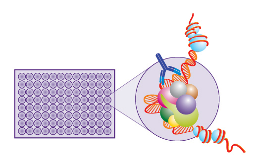 Porvair Sciences has announced an application note describing the excellent results achievable from a new 96-well format version of its ChromaTrap chromatin immunoprecipitation (ChIP) assay technology.