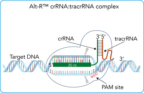 IDT Launches New Approach to CRISPR with Proven Increase in Genome Editing Potency