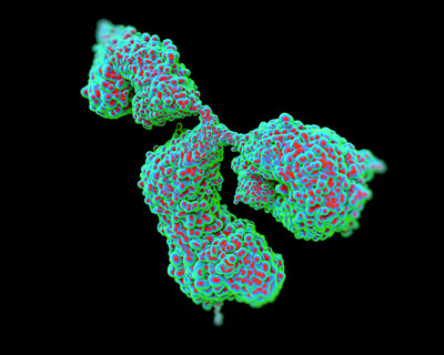 AMSBIO: Specificity-Verified Monoclonal Antibodies
