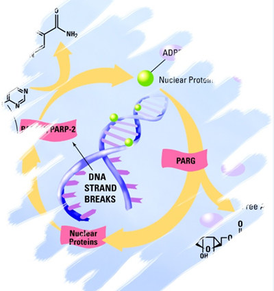 AMSBIO: High Throughput PARP in vivo Pharmacodynamic Assay