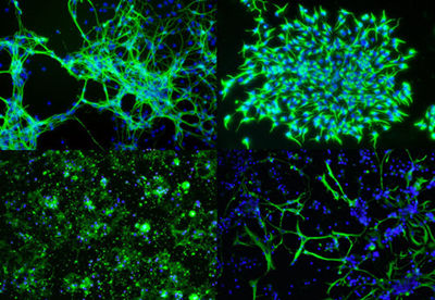 AMSBIO: High Efficiency mRNA Delivery