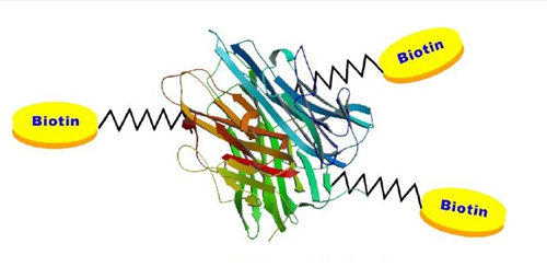 AMSBIO: Biotin Labeled Proteins