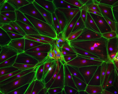 Diverse Pharmacological Modulators for Targets, Pathways and Processes