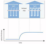 bScreen LB 991:Label-free High-Throughput Reader