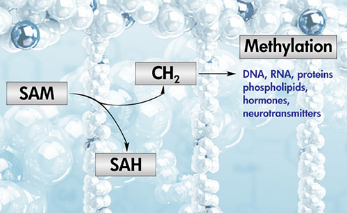 New Tools to Measure S-Adenosylmethionine (SAM) and Methylation Index