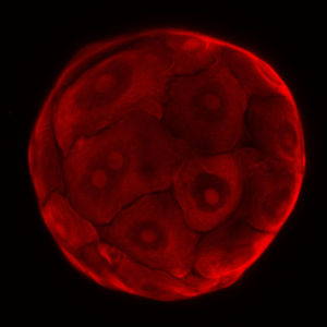 AMSBIO Announces Updated Edition of Organoid Culture Handbook