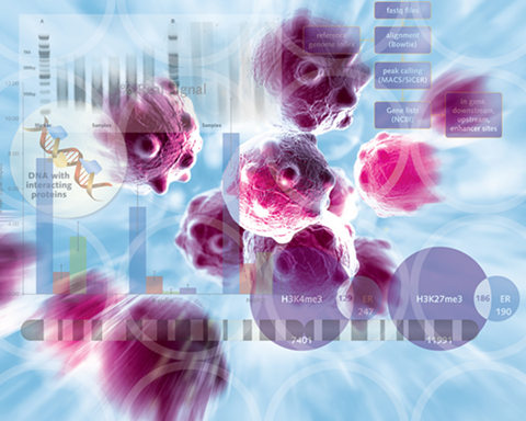 Chromatrap®: Informative ChIP Applications Compendium 