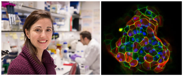 AMSBIO: Long-term Expansion of Adult Liver and Pancreas Cells in 3D Organoid Cultures