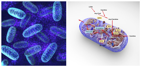 AMSBIO : Fatty Acid Oxidation Kit