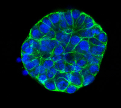 AMSBIO Introduces New Reagents for Organoid Growth and Harvesting