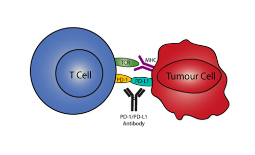 AMSBIO: Cell Lines & Controls for PD-1 Research
