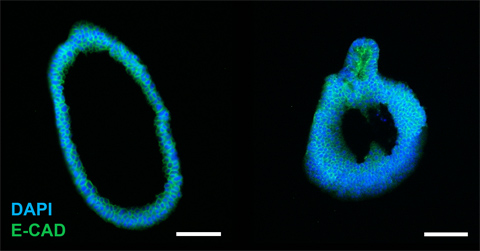 AMSBIO:Organoid Progenitor Cells Suitable for Gene Editing