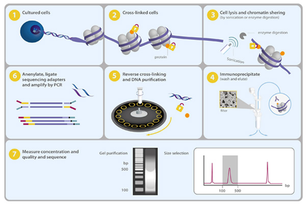 Chromatrap:ChIP-seq Assay Kit for Histone Methylation