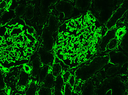 AMSBIO: Heparan Sulfate Antibodies Applications Guide